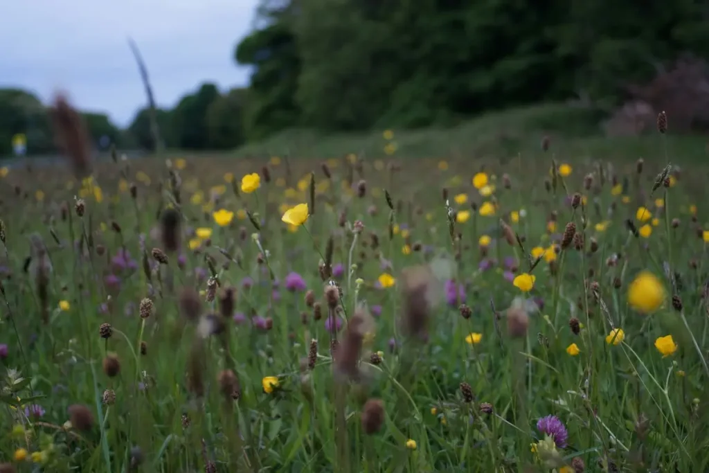 Wildflower meadows of yellow and purple bloom in a grassy field near the forest on a cloudy day.