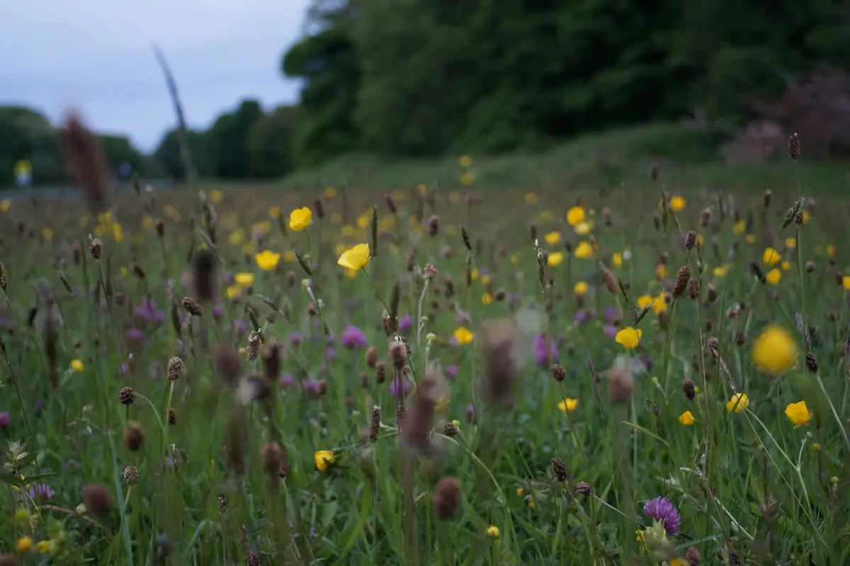 Wildflower meadows of yellow and purple bloom in a grassy field near the forest on a cloudy day.